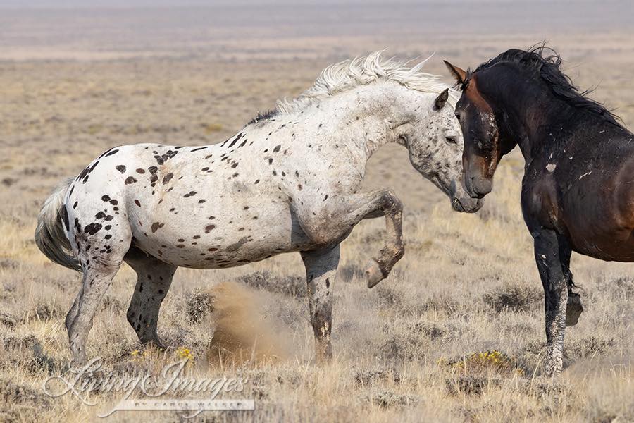 Fine art equine photography by Carol Walker focused on wild horse conservation